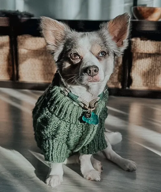 Dog Cable Knit Sweater - Dark Green