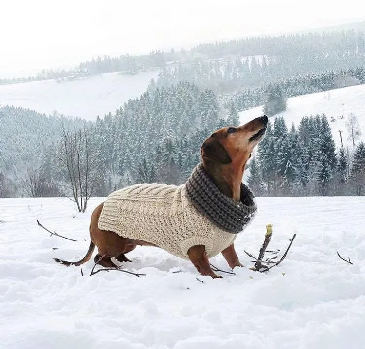 OATMEAL SUPER CHUNKY DOG SWEATER